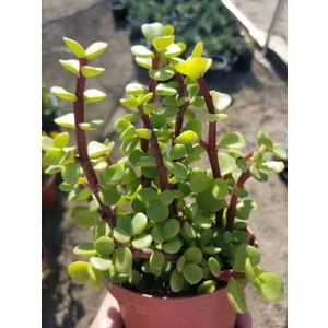 Yeşim (Para) Çiçeği (10-20 cm) 5.5 Saksıda İç Mekan Bitkisi Balkon Bitkisi