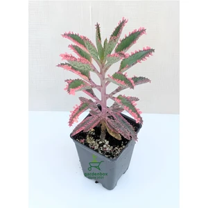 Pembe Aşkın Gözyaşı Çiçeği 10-15 cm (Kalanchoe Daigremontiana)