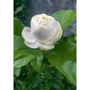 Yoğun Kokulu Katmerli Ful Yasemin Çiçeği 1 Adet Saksılı 40-60 cm(JASMINUM Sambac)