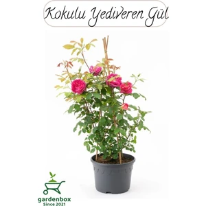 Canlı Saksılı Pembe Gül Fidanı 1 Adet 30/50 cm