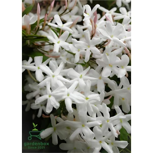Kokulu Çin Yasemini Çiçeği 1 Adet Saksılı/Tüplü (40-60 cm) (Jasminum)
