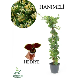 Yoğun Kokulu Hanımeli Çiçeği 50-70 cm 1 Adet Saksılı