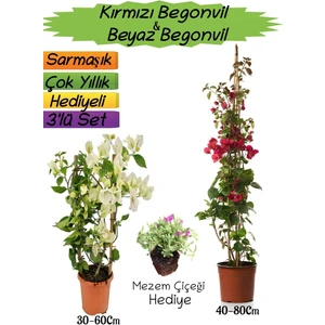 Kırmızı Renk Begonvil+Beyaz Begonvil+Mezem Çiçeği Hediyeli 3'lü Peyzaj Seti
