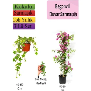 Amerikan Duvar Sarmaşığı+ Pembe Begonvil+ Buzçiçeği Hediyeli