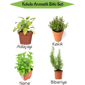 Aromatik Kokulu Mutfak Seti Adaçayı+Kekik+Nane+Biberiye Fidesi 4 Adet