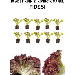 10 Adet Kırmızı Kıvırcık Marul Fidesi Seti