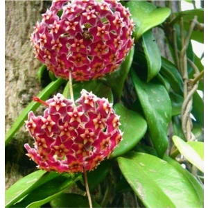 Mum Çiçeği Pembe(Fuşya)(Hoya Carnosa) Kokulu 9 cm Saksıda