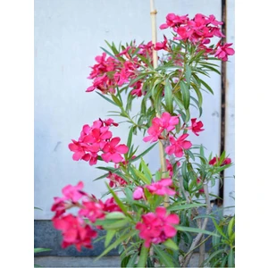 Videolu Özel Pembe Zakkum Fidanı 4 Adet 40-90 cm Tüplü Dış Mekan Ağaçları (Pink Oleander)