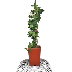 Garden Box Hanımeli Hanımeli Çiçeği Fidanı Mis Kokulu
