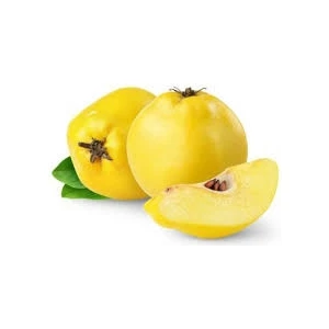 Tüplü Ege 22 Ayva Fidanı