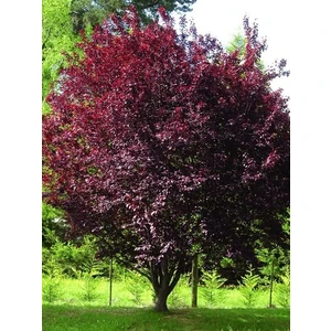 Süs Enginar Pembe Çiçekli Prunus Cerasifera Pissardi 120 cm Saksıda