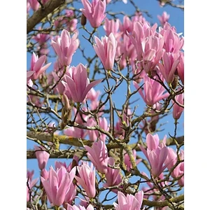 Yaprak Döken Manolya Pembe Çiçekli Magnolia Soulangeana Susan Saksıda