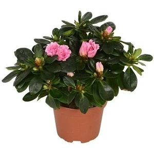 Ev Açelyası Bitkisi Rhododendron Hellmut 15 20 cm Saksıda