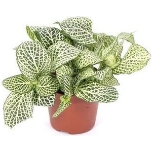 Fitonya Çiçeği Fittonia Argyroneura 5 10 cm Saksıda