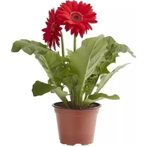 Alman Papatyası Çiçeği Gerbera Jamesonii Saksıda
