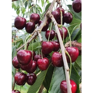 Kiraz Fidanı Lapins 120 cm Saksıda