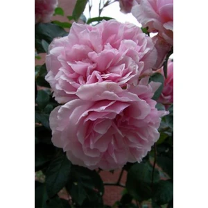 Isparta Gülü (Rosa x Damascena M.)