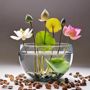 10 Adet Tohum Nadir Karışık Renkler Kutsal Kase Lotus Çiçeği Tohumu Sürpriz Hediyeli