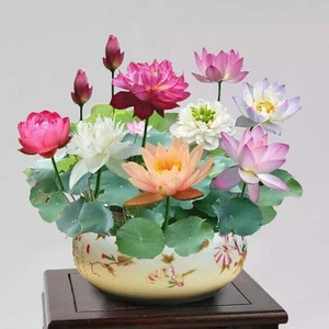 Köy Tohumları 15 Adet Tohum Nadir Karışık Kase Lotus Rengarenk Nilüfer Su Çiçeği Tohumu Orjinal