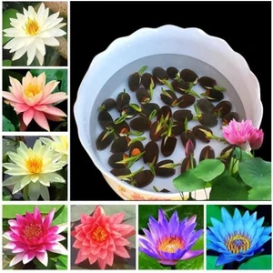 20 Adet Tohum Karışık Rengarenk Kase Lotus Nilüfer Su Çiçeği Tohumu Hediye Tohumludur