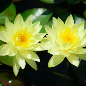 Köy Tohumları 5 Adet Tohum Kutsal Sarı Renkli Kase Lotus Çiçeği Asya Nilüfer Çiçekleri Hediye Tohumlu