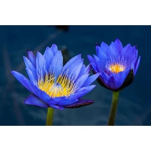 Köy Tohumları 5 Adet Tohum Nadir Mavi Kase Lotus Çiçeği Tohumu Nilüfer Su Çiçeği Tohum