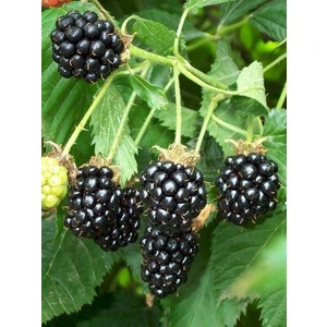 Böğürtlen Fidanı Rubus Fruticosus Chester Thornless 60 80 cm Saksıda