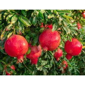 Hicaz Nar Ağacı Fidanı