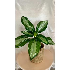 Aglaonema Pattaya-Ofis Salon Iç Mekan Bitkisi