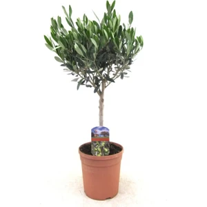 Zeytin Fidanı  Tijli Saksılı