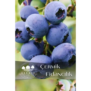 Çermik Fidancılık Tüplü Yaban Mersini Blue Berry Fidanı