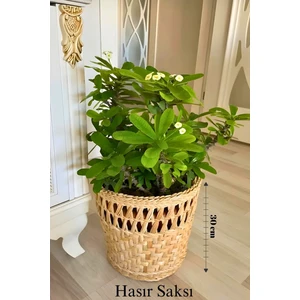 Ss Eral Koop Hasır Saksı Dekoratif Saksı Sepet