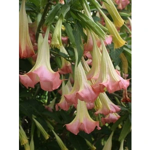 Pembe Melek Borusu Brugmansia Sp Angels Trumpet Pink 80 100 cm Saksıda
