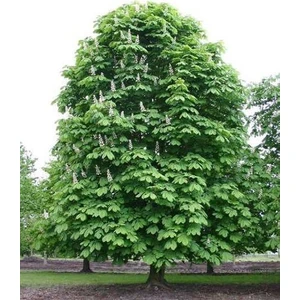 At Kestanesi Ağacı Aesculus Hippocastanum 60 80 cm Saksıda