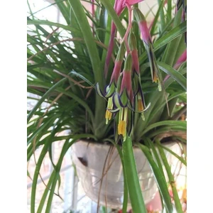 Efe Püskülü Billbergia Nutans 40 50 cm Saksıda