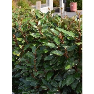 Yeşil Süs Igdesi Elaeagnus Ebbingel Compacta 80 100 cm