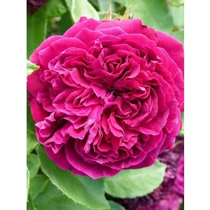 Kokulu Gül Fidanı Rosa Centifolia 20 cm