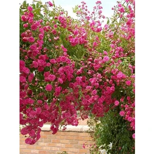 Küçük Pembe Çiçekli Sarmaşık Gül Fidanı Rosa Rambling Minnehaha 120 cm Büyük Yaş