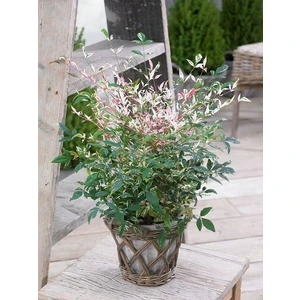 Alacalı Cennet Bambusu Nandina Domestica Twilight Saksıda