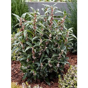 Parfüm Kutusu Çiçeği Sarcococca Hookeriana 20 40 cm Saksıda