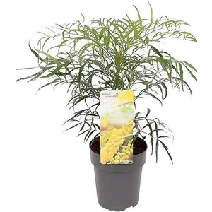 Mahonya Çalısı Mahonia Soft Caress 20 40 cm Saksıda