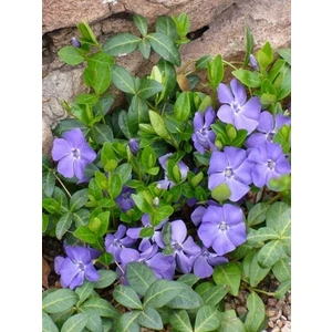 Cezayir Menekşesi Vinca Minor Blue Lesser Periwinkle Saksıda