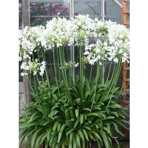 Beyaz Afrika Zambağı Beyaz Sevgi Çiçeği Agapanthus Umbellatus Alba Saksıda