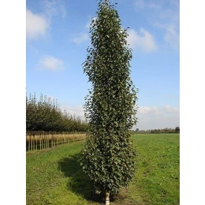 Huş Ağacı Betula Pendula Fastigiata Joes 100 cm Saksıda