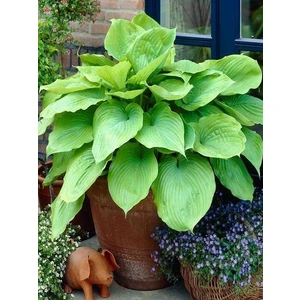 Yeşil Ağustos Zambağı Hosta Sum And Substance Saksıda