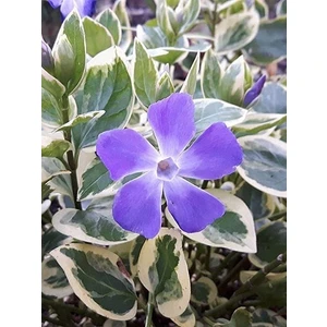 Cezayir Menekşesi Alacalı Büyük Çiçekli Vinca Major Variegata Viyolde 4 Adet