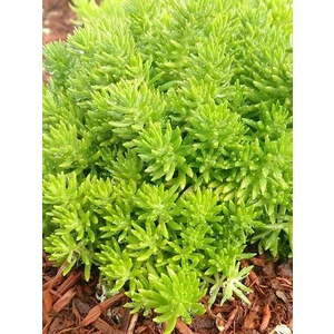 Açık Yeşil Dam Koruğu Sedum Gold Mound Viyolde 4 Adet