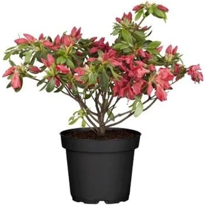 Açelya Fidanı Azalea Japonica 20 cm Ithal