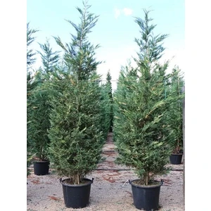 Alacalı Leylandi Fidanı Cupressocyparis Leylandii Sılver Dust 110 120 cm