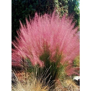 Pamuk Şekeri Çimi Pembe Muhlenbergia Capillaris Pink Muhly Saksıda